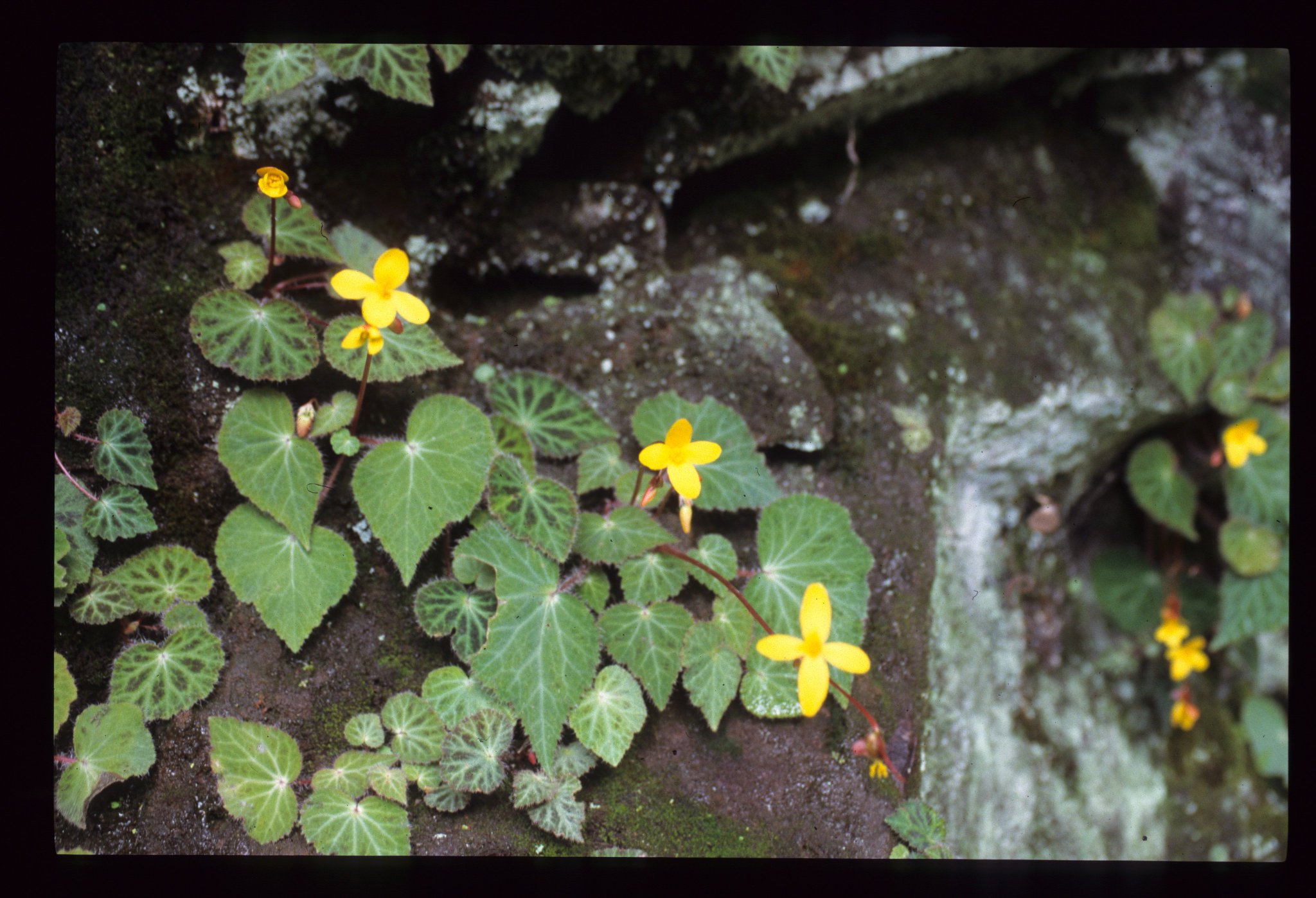 B. heliantha